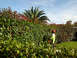 Hedge Trimming Service for Tauranga and the BOP