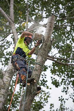 Tree felling and pruning services - tauranga