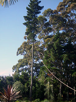 Tree Felling service for Tauranga, Te Puna, Whakamarama, KatiKati and Waihi