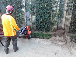 Stump Grinding service for Tauranga, Omokoroa and KatiKati