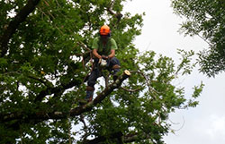 Tree Reduction Service