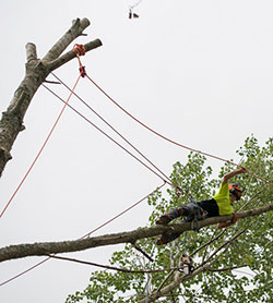 tree services for Tauranga, Te Puna, Whakamarama, KatiKati and Waihi